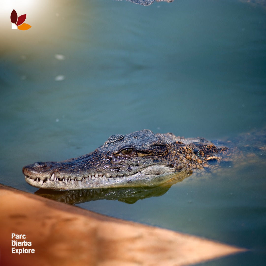 Crocodile Park Visit in Djerba