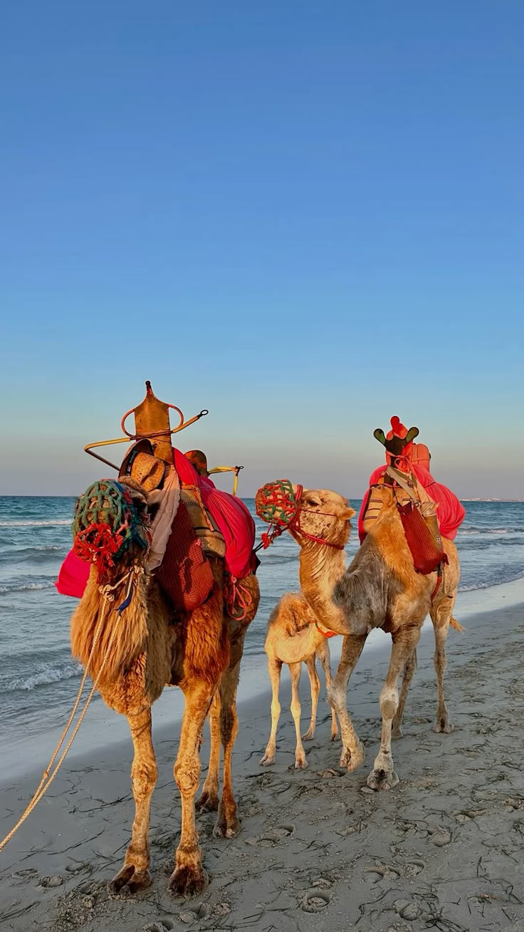Authentic Camel Ride through Djerba Lagoons