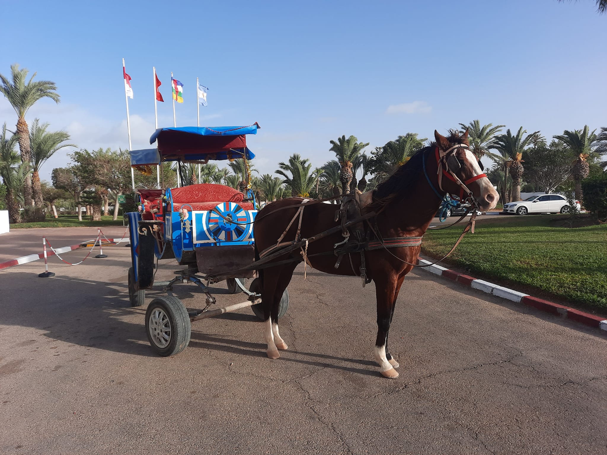 Carriage Ride in Djerba