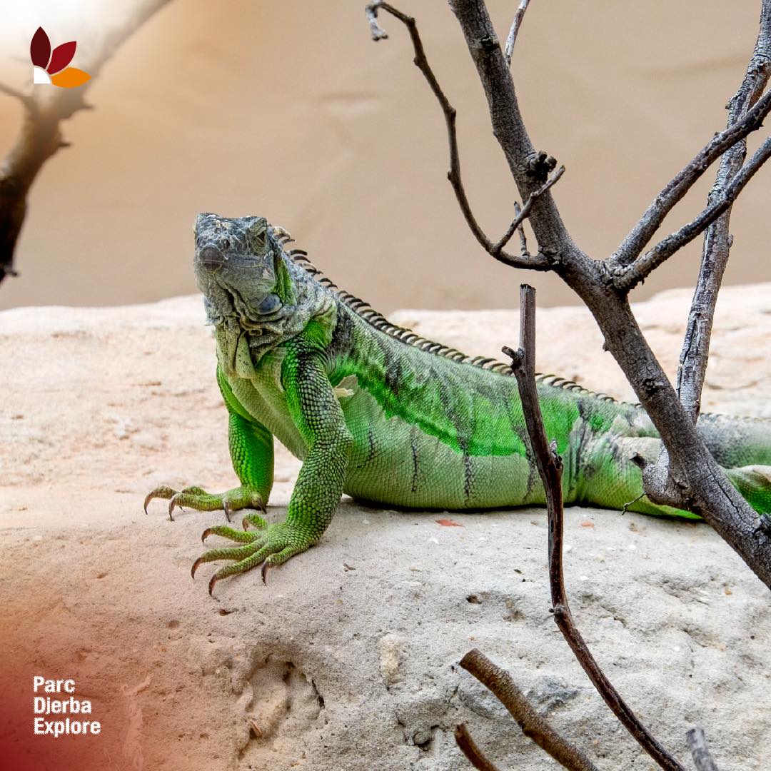 Crocodile Park Visit in Djerba