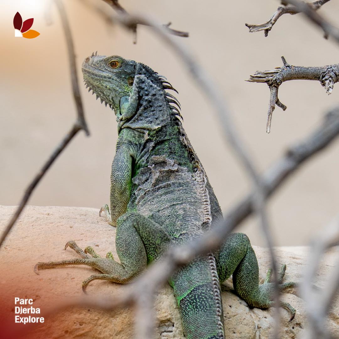 Crocodile Park Visit in Djerba