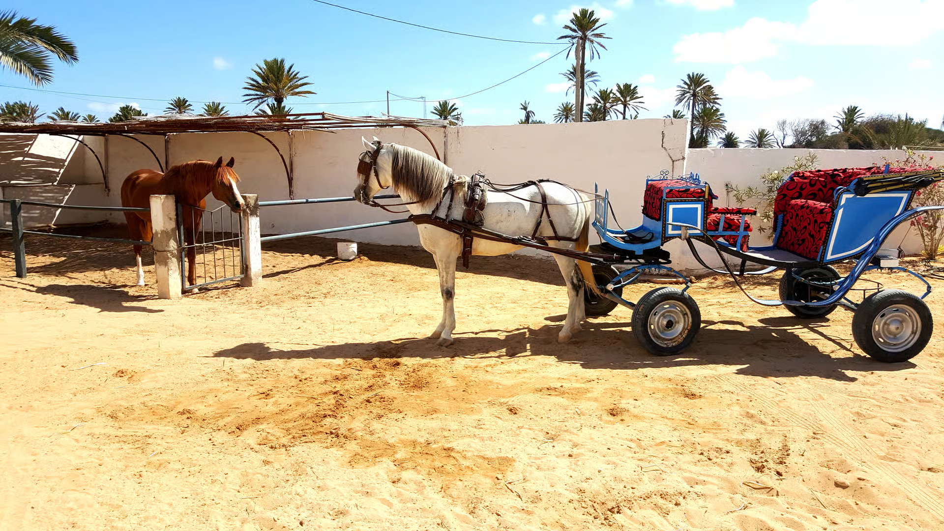Carriage Ride in Djerba