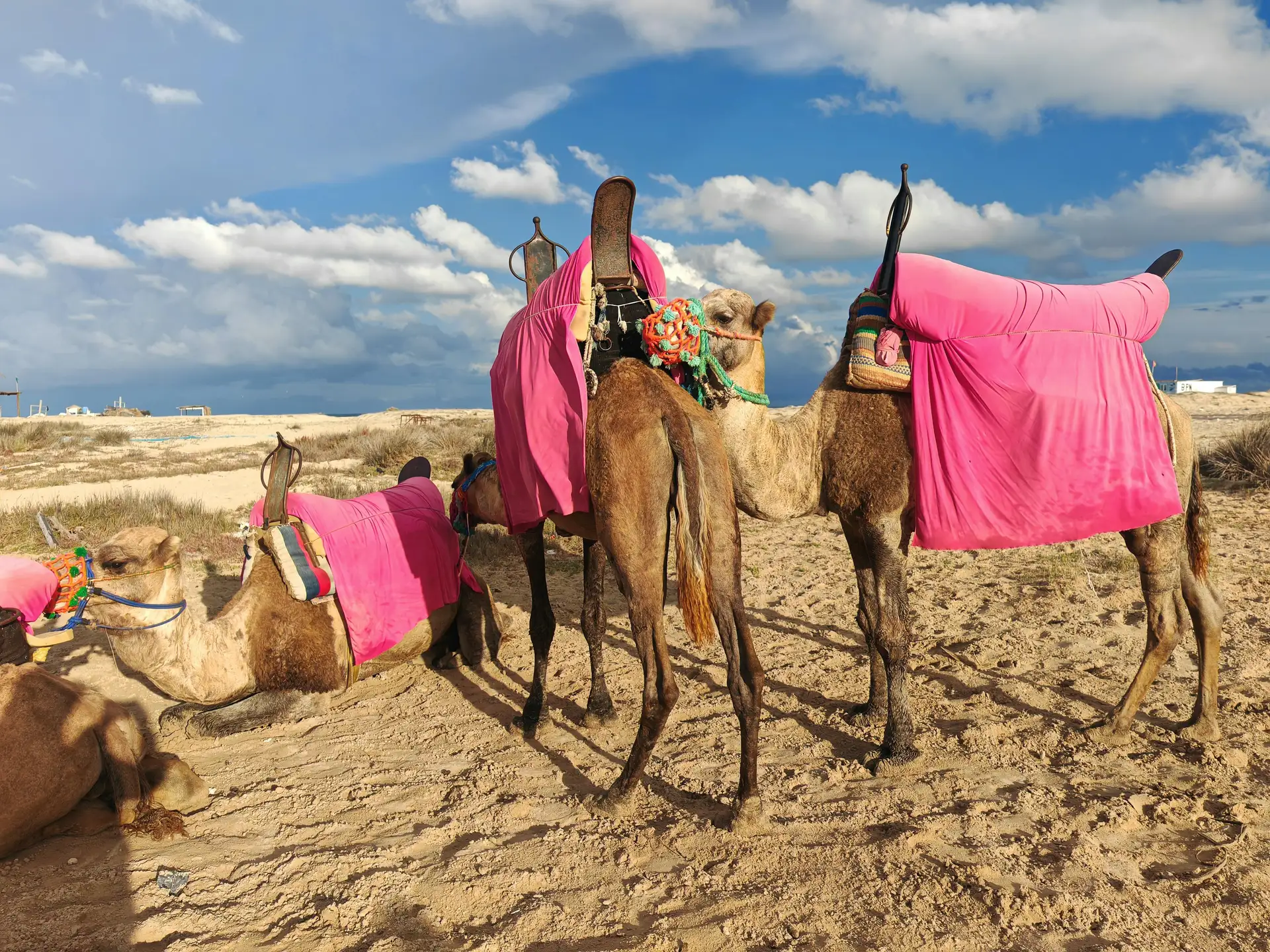 Authentic Camel Ride through Djerba Lagoons